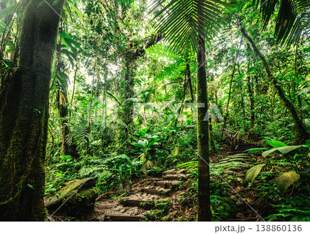Thick vegetation and stone steps in the jungle in Basse Terre 138860136