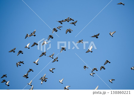 A flock of pigeons flying in the sky 138860221