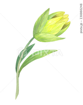 Lily bud. Handmade watercolor illustration. For packaging design, cards, cover, prints, product labels and fabric. Lily bud. Handmade watercolor illustration. For packaging design, cards, cover, prints, product labels and fabric. 138860248