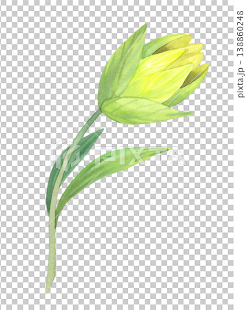 Lily bud. Handmade watercolor illustration. For packaging design, cards, cover, prints, product labels and fabric. Lily bud. Handmade watercolor illustration. For packaging design, cards, cover, prints, product labels and fabric. 138860248