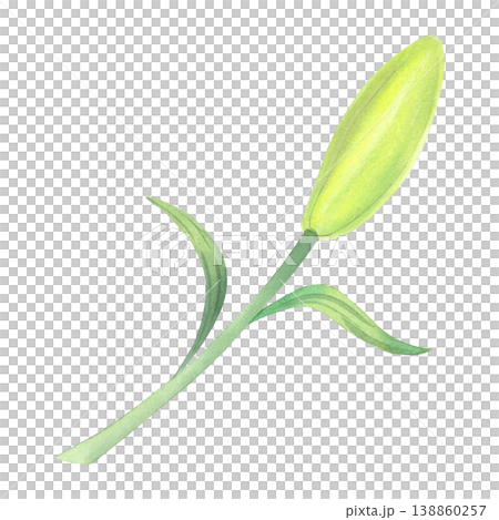 Lily bud. Handmade watercolor illustration. For packaging design, cards, cover, prints, product labels and fabric. Lily bud. Handmade watercolor illustration. For packaging design, cards, cover, prints, product labels and fabric. 138860257