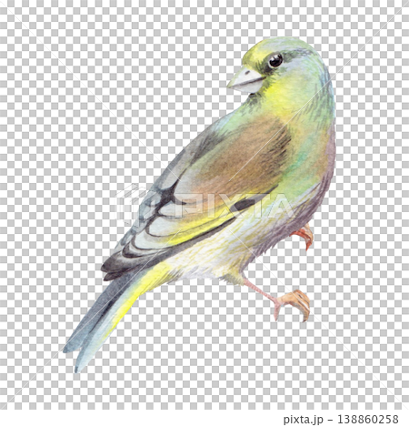 Sitting bird. Handmade watercolor illustration. For packaging design, cards, cover, prints, product labels and fabric. Sitting bird. Handmade watercolor illustration. For packaging design, cards, cover, prints, product labels and fabric. 138860258