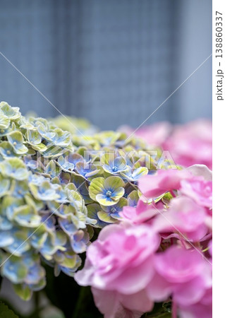美しい紫陽花の接写 138860337