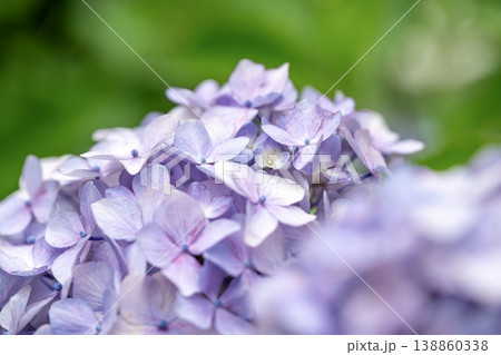 ふんわりボケが美しい紫の紫陽花クローズアップ 138860338