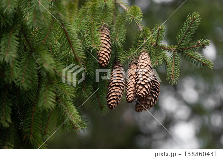 Close-up of brown spruce cones hanging from a green evergreen branch in a forest. Close-up of brown spruce cones hanging from a green evergreen branch in a forest. 138860431
