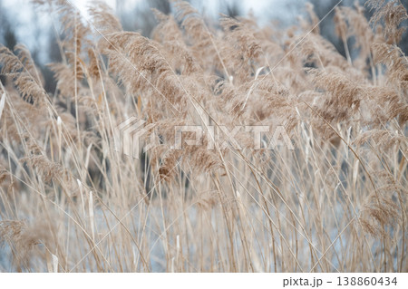 Close-up of Phragmites australis (common reed) dry panicles in soft latte and beige tones. Natural background of dry Phragmites australis stalks swaying in the wind against a blurred sky. Close-up of Phragmites australis (common reed) dry panicles in soft latte and beige tones. Natural background of dry Phragmites australis stalks swaying in the wind against a blurred sky. 138860434