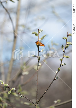 Comma butterfly (Polygonia c-album) sitting on a pussy willow branch with blooming catkins in spring. Comma butterfly (Polygonia c-album) sitting on a pussy willow branch with blooming catkins in spring. 138860443