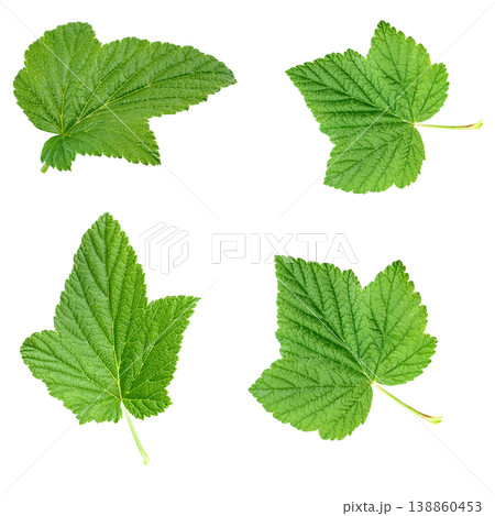 Green currant leaves set isolated on white background. File contains clipping path. 138860453