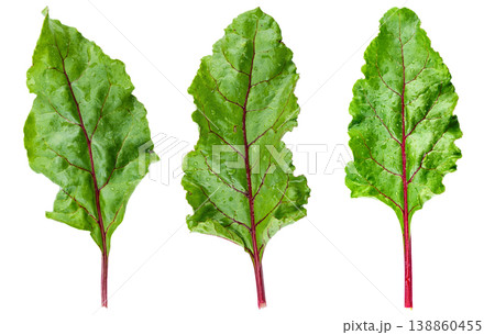 Set of fresh beet leaves with red veins isolated on white background. Set of fresh beet leaves with red veins isolated on white background. 138860455