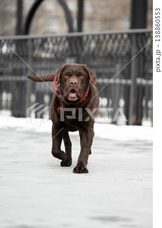 Active chocolate Labrador Retriever walking outdoors on a snowy winter day. 138860553