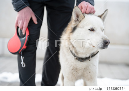 Close-up of a white and grey Laika dog standing outdoors in winter, owner's hand petting the dog. 138860554