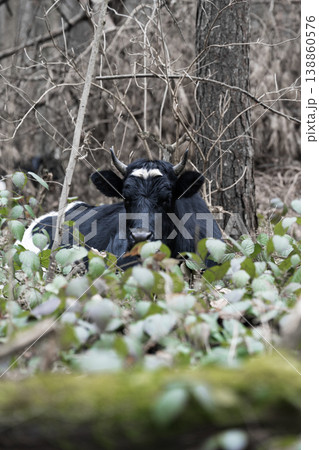 A black cow in a pasture . Cattle breeding concept . Vertical shot 138860576