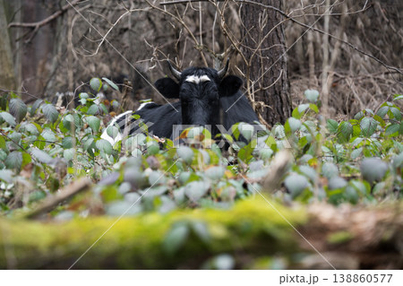 A black cow in a pasture . Cattle breeding concept A black cow in a pasture . Cattle breeding concept 138860577