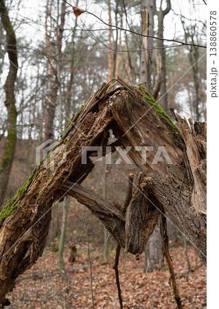 A broken, decaying tree trunk forming a natural arch in a quiet forest. The weathered wood shows deep cracks, holes, and rough textures, with patches of green moss growing along the surface. 138860578