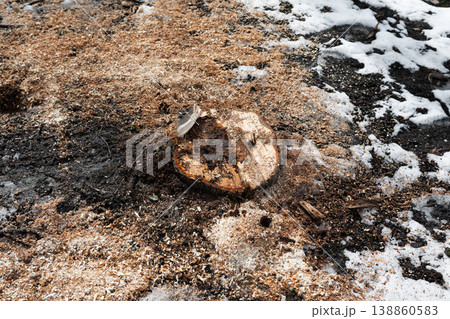 Freshly cut tree stump in the forest ground covered with sawdust and patches of snow. Freshly cut tree stump in the forest ground covered with sawdust and patches of snow. 138860583