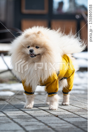 Pomeranian dog wearing a yellow waterproof jumpsuit walking outdoors in winter or an early spring . 138860588