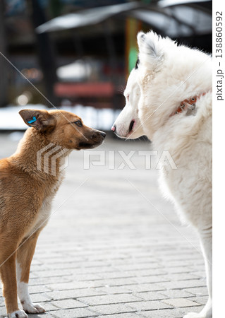 Two different dogs looking at each other, social interaction between a pet Samoyed and a stray dog with an ear tag. Two different dogs looking at each other, social interaction between a pet Samoyed and a stray dog with an ear tag. 138860592