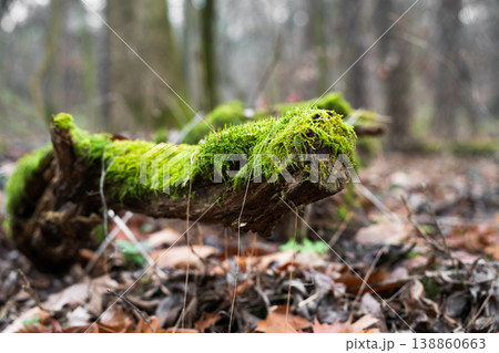 A moss-covered snag in the forest . Nature concept 138860663