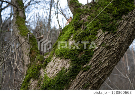 A tree covered in green moss . Determining cardinal directions by moss on a tree 138860668