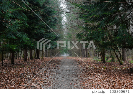 Atmospheric misty forest path in late autumn. A leading trail disappearing into the fog between coniferous spruce (Picea) and deciduous trees with fallen dry leaves on the ground. 138860671