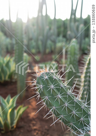 Macro closeup of cactus spike Macro closeup of cactus spike 138860689