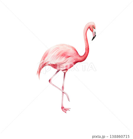 Pink flamingo bird. Watercolor hand drawn zoo animal, isolated illustration on transparent background. Perfect for tropical design projects. For designers, invitations, decoration, postcards, wrapping Pink flamingo bird. Watercolor hand drawn zoo animal, isolated illustration on transparent background. Perfect for tropical design projects. For designers, invitations, decoration, postcards, wrapping 138860715