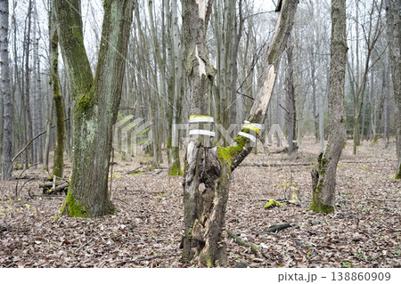 Cut down old trees concept .  Signal tape on the trunk of a  tree.  Sanitary treatment of forests 138860909