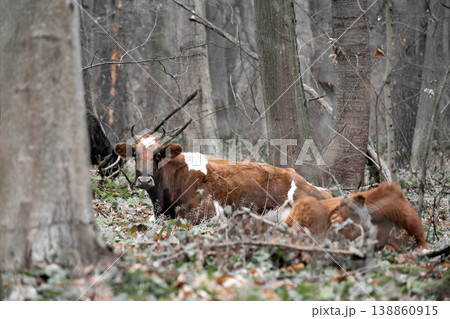 Domestic cows walking on a forest trail with fallen autumn leaves Domestic cows walking on a forest trail with fallen autumn leaves 138860915
