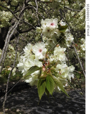 淡い黄緑色の花を咲かす「鬱金桜(ウコンザクラ)」 淡い黄緑色の花を咲かす「鬱金桜(ウコンザクラ)」 138860916