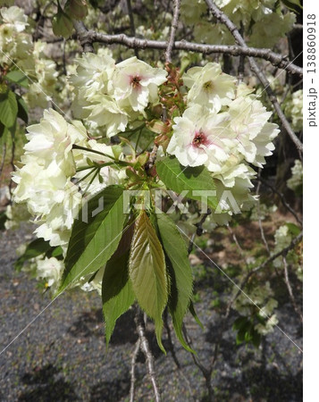 淡い黄緑色の花を咲かす「鬱金桜(ウコンザクラ)」 淡い黄緑色の花を咲かす「鬱金桜(ウコンザクラ)」 138860918