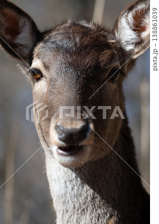 A close-up portrait of a fallow deer (Dama Dama) A close-up portrait of a fallow deer (Dama Dama) 138861039