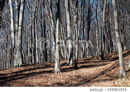 Autumn landscape forest. Scenic view of autumn trees in forest Autumn landscape forest. Scenic view of autumn trees in forest 138861053