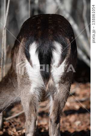 Back view of a Cute European fallow fawn (Dama dama) 138861054