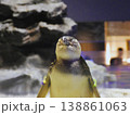水中から顔を出すペンギン 138861063