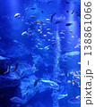 澄んだ青い海を泳ぐ魚 138861066