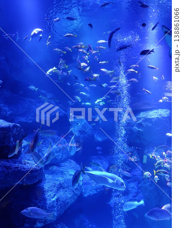 澄んだ青い海を泳ぐ魚 澄んだ青い海を泳ぐ魚 138861066