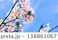 青空に映える河津桜 138861067