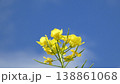 黄色い花 138861068