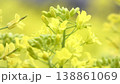 黄色い花畑 138861069