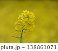 黄色い菜の花 138861071