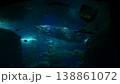 水中を泳ぐダイバー 138861072