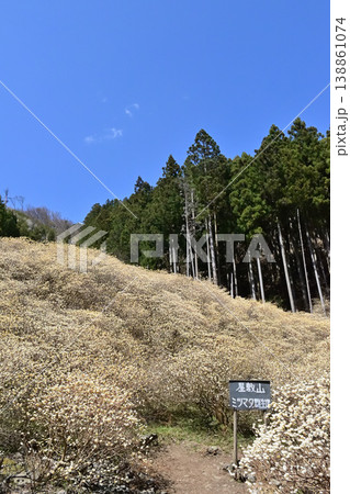群馬県桐生市 屋敷山のミツマタ群生地 138861074