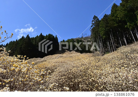 群馬県桐生市 屋敷山のミツマタ群生地 群馬県桐生市 屋敷山のミツマタ群生地 138861076