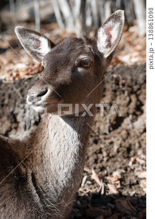 Close up shot of Fallow deer (dama dama)  . Animal  portrait 138861098
