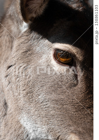 Close up view of Fallow Deer eye . Animal concept 138861103