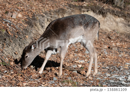 Fallow deer (Dama Dama )  is grazing in the forest . 138861109