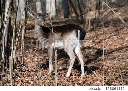 Fallow deer standing in winter forest . Young European fallow deer Fallow deer standing in winter forest . Young European fallow deer 138861111