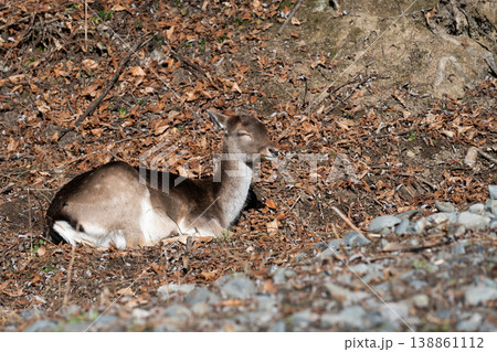 Female fallow deer resting on dry leaves in autumn forest. 138861112