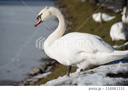 Mute swan or cygnus olor on a frozen lake 138861131