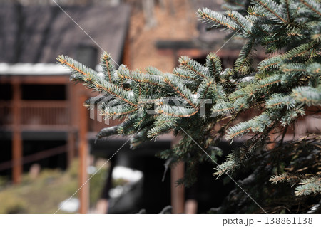 Snow-covered spruce tree against the backdrop of wooden houses 138861138